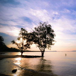 在线接收短信验证码